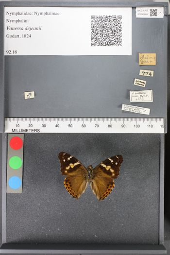 Media type: image;   Entomology 92866